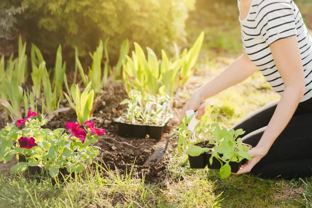 25 Simple and Cheap Landscaping Ideas That Fit Your Budget