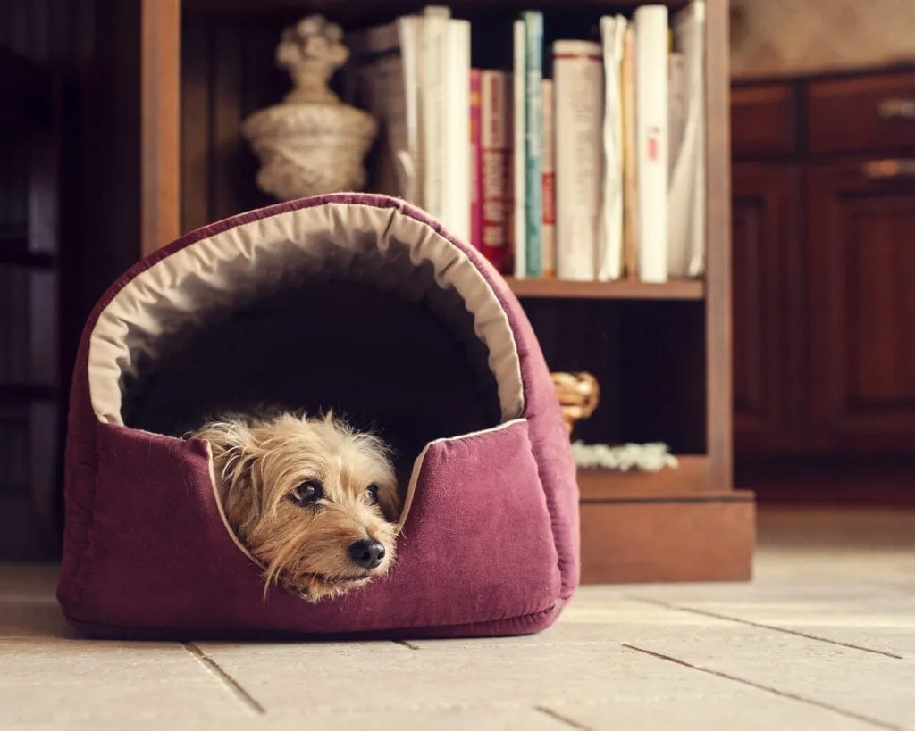 Interior Designs for Pet Lovers