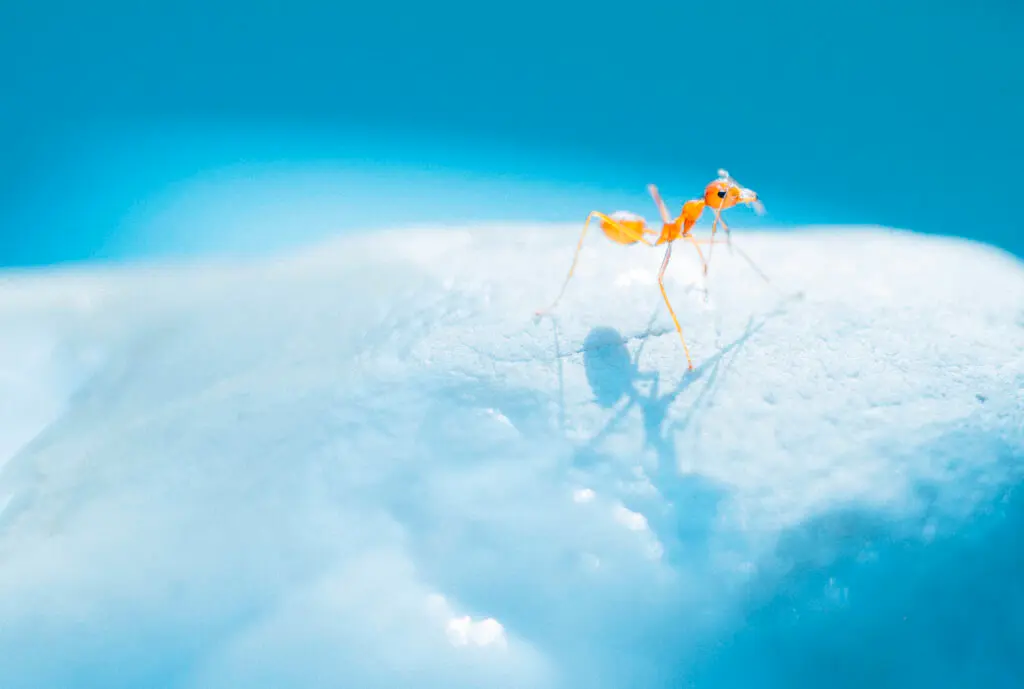 What Pests Come Out in Winter?