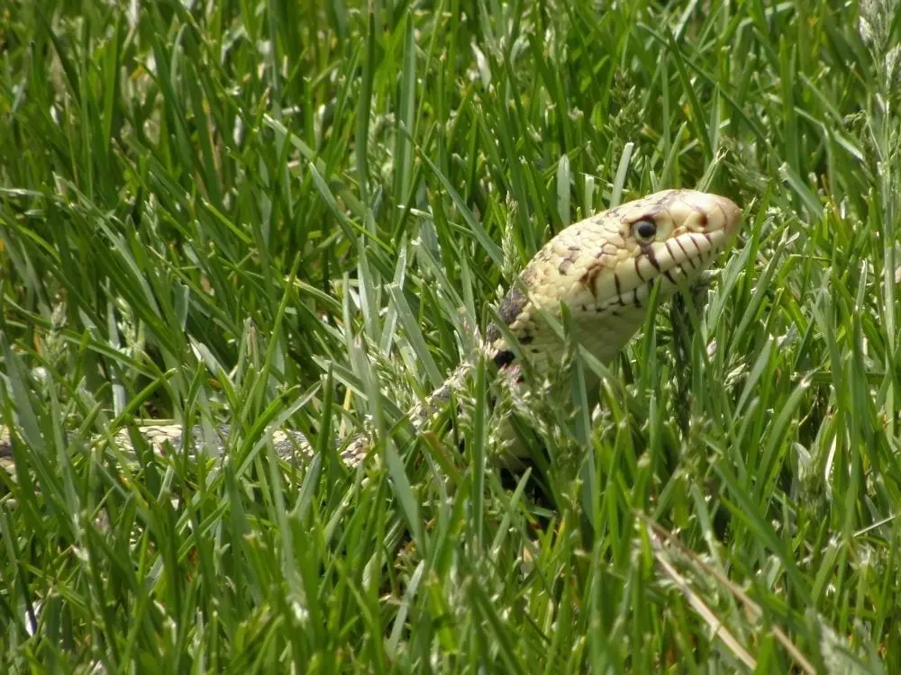 How to Keep Snakes Away From Your Yard and Home
