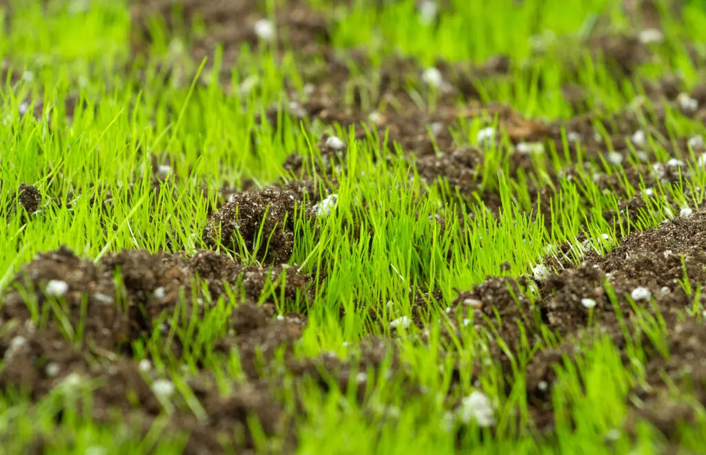 Top Dressing Your Lawn: Everything You Need to Know