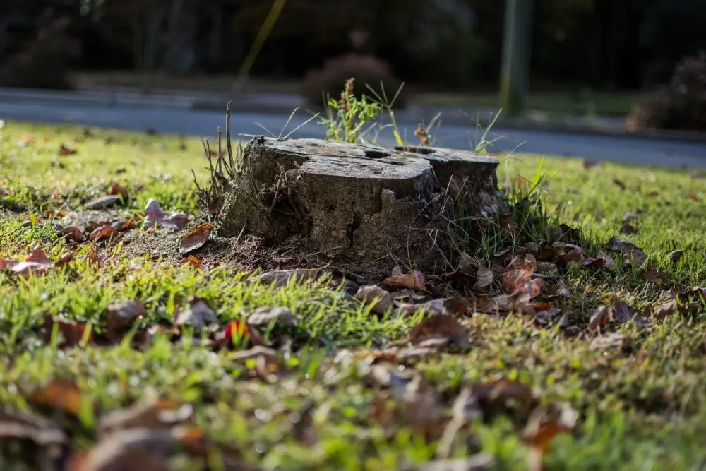 DIY Stump Removal: Tips and Tricks