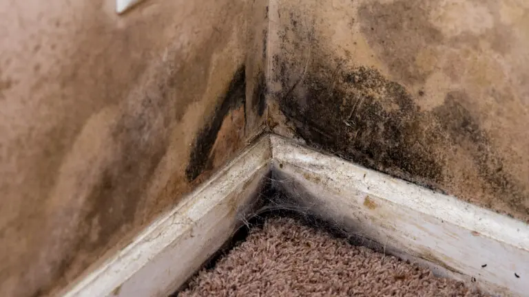 How to Prevent and Treat Mold in Your Basement