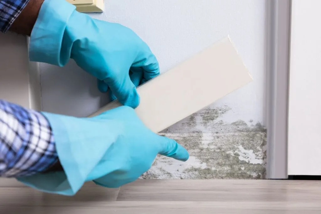 How to Test for Mold That’s Hiding In Your House