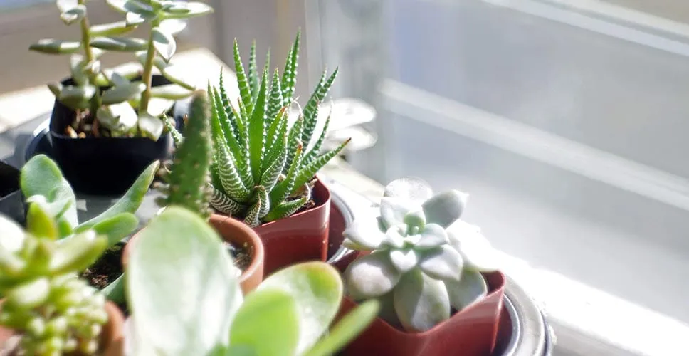 Which Plants Won’t Die on Your New Apartment’s Balcony?