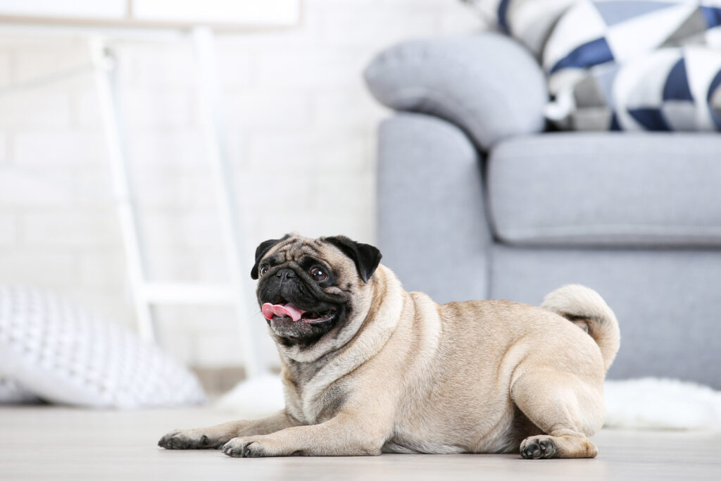 best quiet dogs for apartments