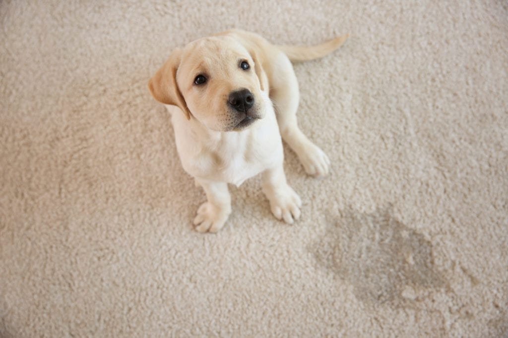 How to Get Dog Pee and Other Pet Waste 