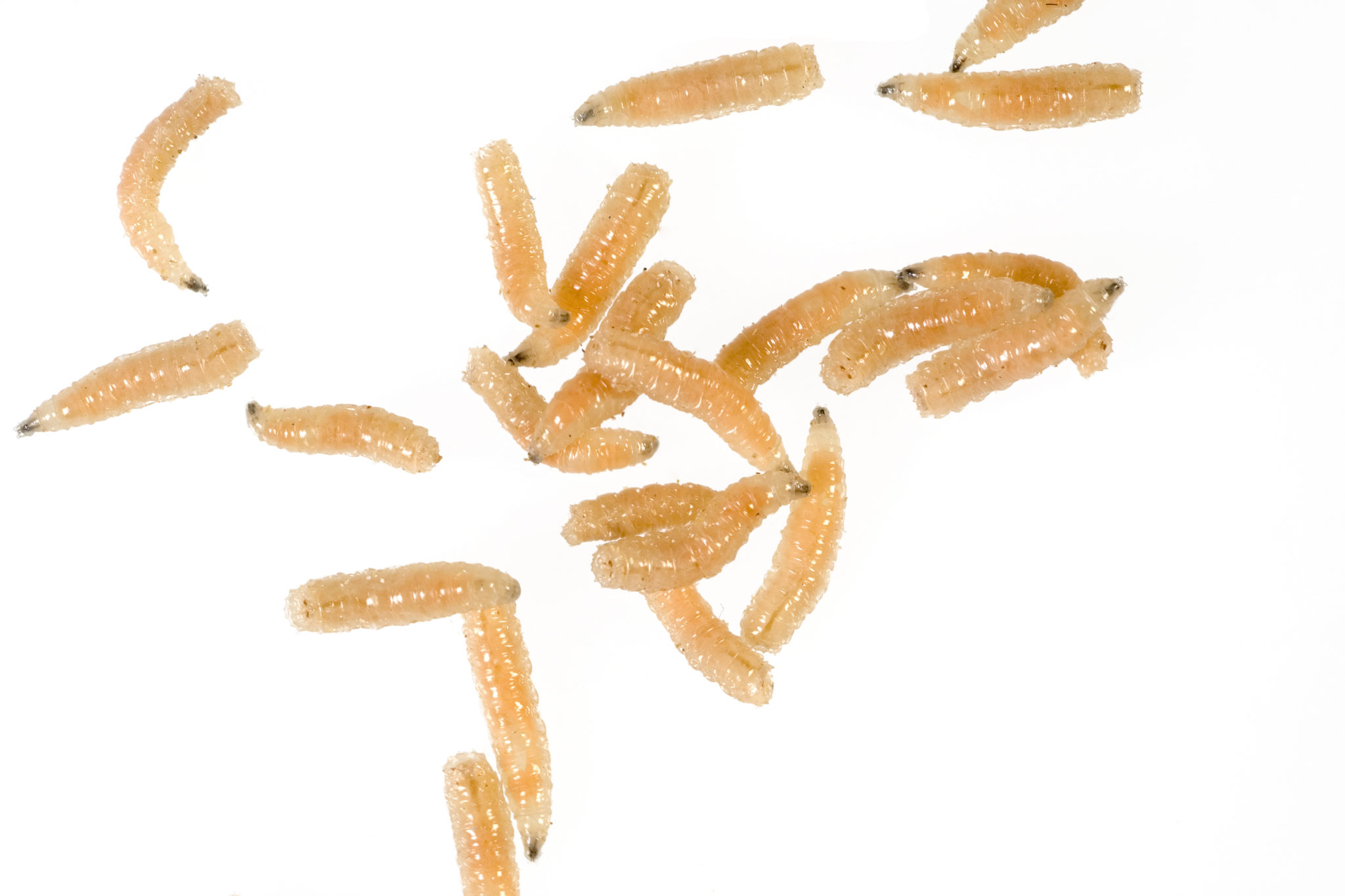 how-to-kill-maggots-5-effective-solutions