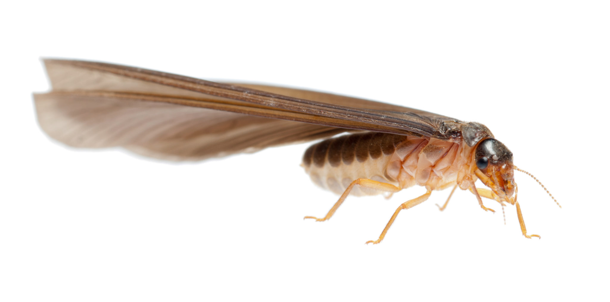 Termite With Wings Pan Xunbin Shutterstock 2048x1013 
