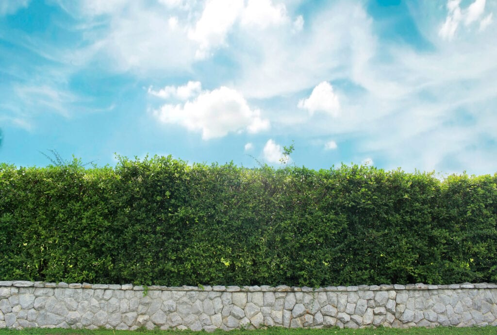 brick wall and ornamental shrub