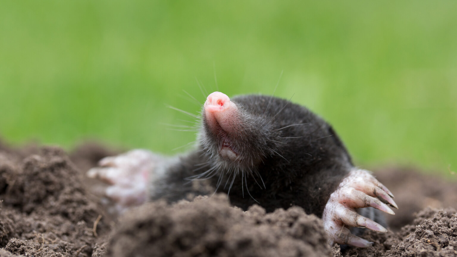 does dog poop get rid of moles